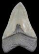 Serrated, Tan, Megalodon Tooth - Georgia #40614-2